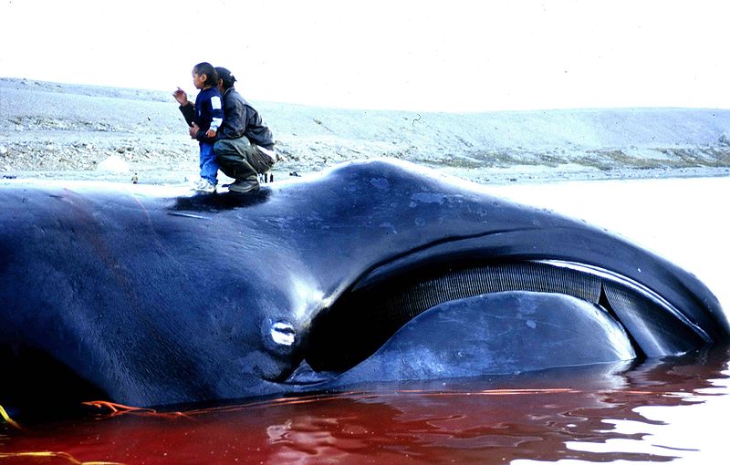 800px-Bowhead_Whale_2002-08-10 (C) Ansgar Walk.jpg