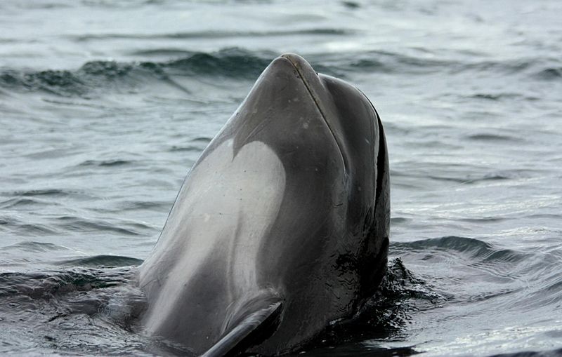 800px-Globicephala_melas_Cape_Breton_ 2011.jpg