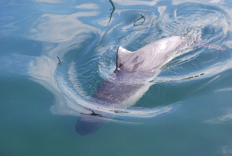 800px-Harbor_Porpoise_ -(C) Erik Christensen 2911.jpg