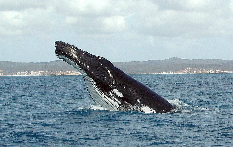 800px-Humpback_Whale_fg1.jpg