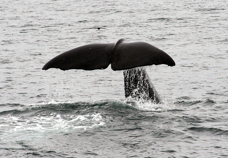 800px-Tail_Shot_Rear_-_Sperm_Whale_Kaikoura_NZ.jpg