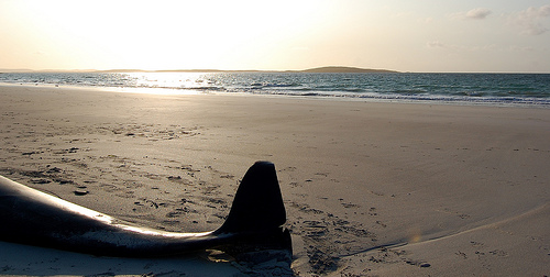 Beached pilot whale--- (C) scotproof_Flickr.jpg