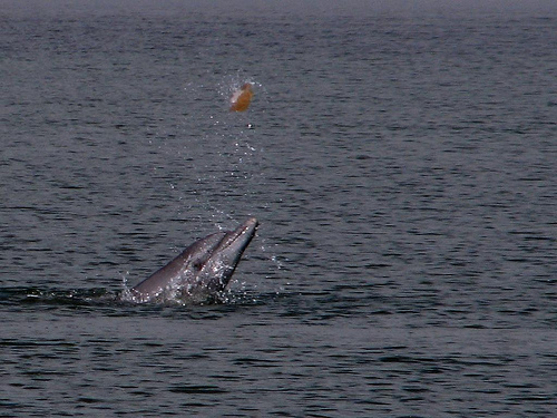 Bottlenose dolphin- play-Brasil (C) Gustavo (lu7frb).jpg