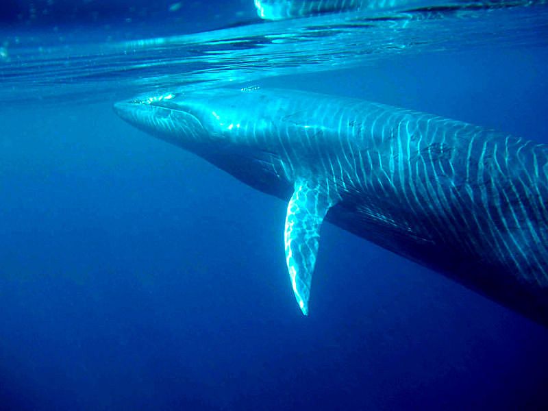Brydes whale (C) morningdew.jpg