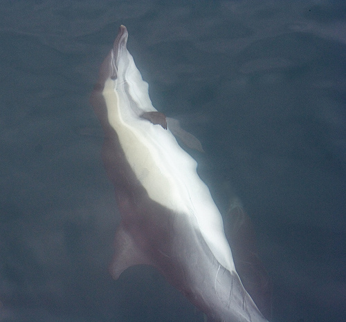 Common dolphin_ (C) teddy Llovet-Flickr.jpg