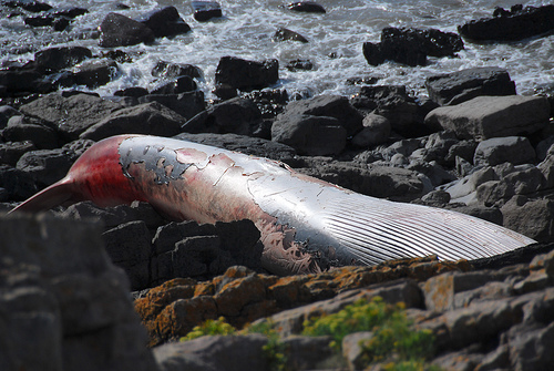 Dead Minke whale- Cardiff -C- David.nikonvscanon.Flickr 09 11.jpg