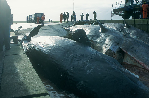 Dead stranded whales ---(C) N_I_B_Flickr.jpg