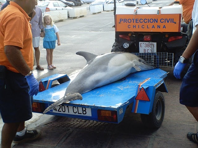 Delphinus delphis (C) Proteccion civil chiclana_Picasaweb.jpg