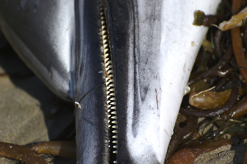 Delphinus- teeth (C) Jkirkhart35-Flickr 2211.jpg