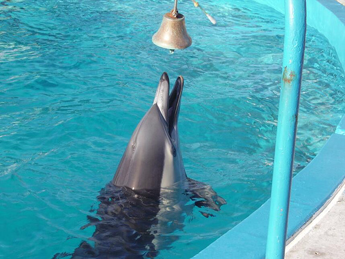 Dolphin (C) pete in dunbar_FLickr.jpg