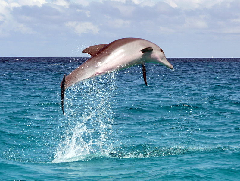 Dolphin- Indian Ocean- Zanzibar (C)Sbork.jpg