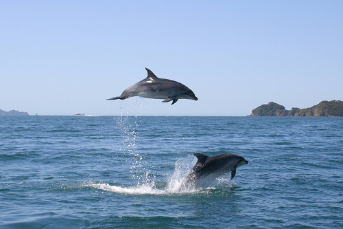 Dolphins (C) r3dc3ll.FLickr.jpg
