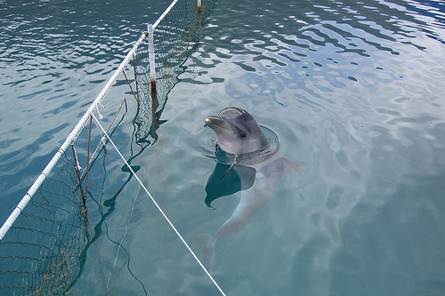 Dolphins 07 ----(C) Japhy_at_Flickr 2109.jpg