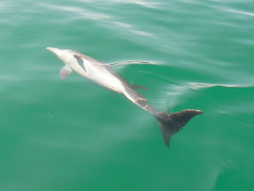 Dolphins------ (C) steven and darusha-Flickr.jpg