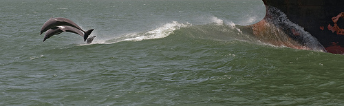 Dolphins-boat --(C) oneeighteen_Flickr.jpg