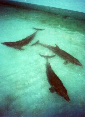 Dolphins-empty tank .jpg