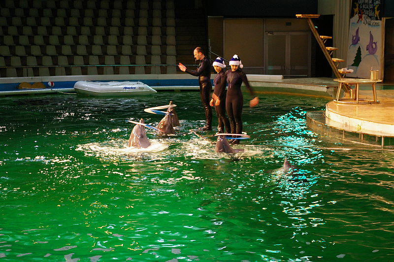Dolphins_show_in_Dolphinarium_in_Klaipeda_-C-_Troica.jpg