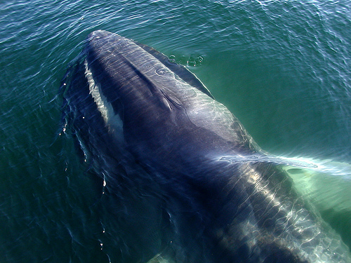 Fin whale (C) dryoptera_Flickr.jpg