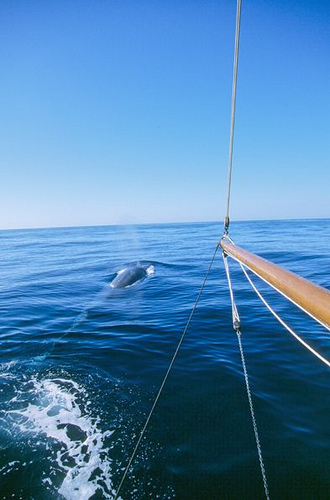 Fin-whale watching-study (C) Fondation Nicolas hulot-Flickr.jpg