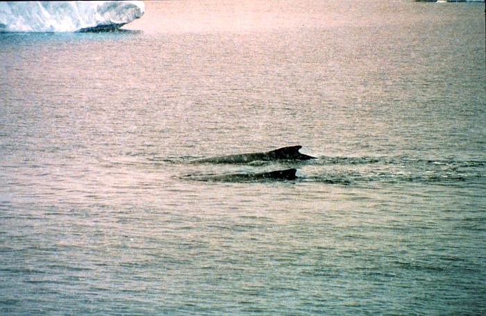 Fins-ice (c) US-NOAA.jpg