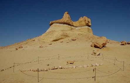 Fossile de baleine - Vallée Wadi_al-Hitan, Egypte.jpg