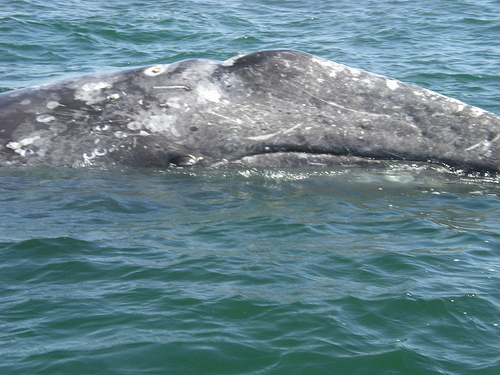 Grey whale head (C) m_uhlig-Flickr.jpg