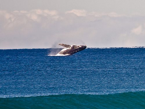 Humpack (C) Michael Dawes_Flickr 2109.jpg