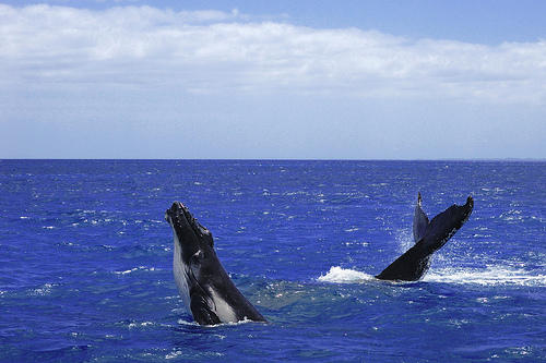 Humpback mother-calf-(C) Richard Fisher-Flickr 2309.jpg