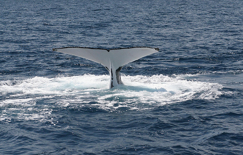 Humpback tail (C) Centophobia_Flickr.jpg
