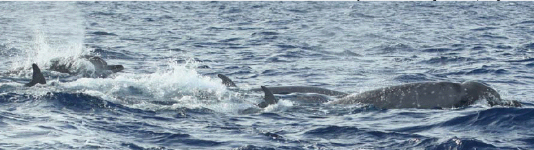 Indopacetus pacificus - (C) NOAA 08 11.jpg