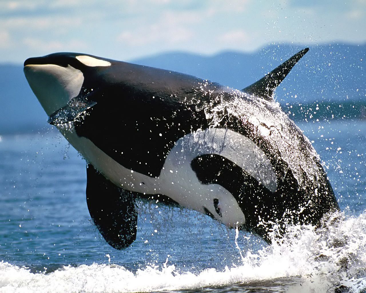 Killer Whale) Windows.jpg