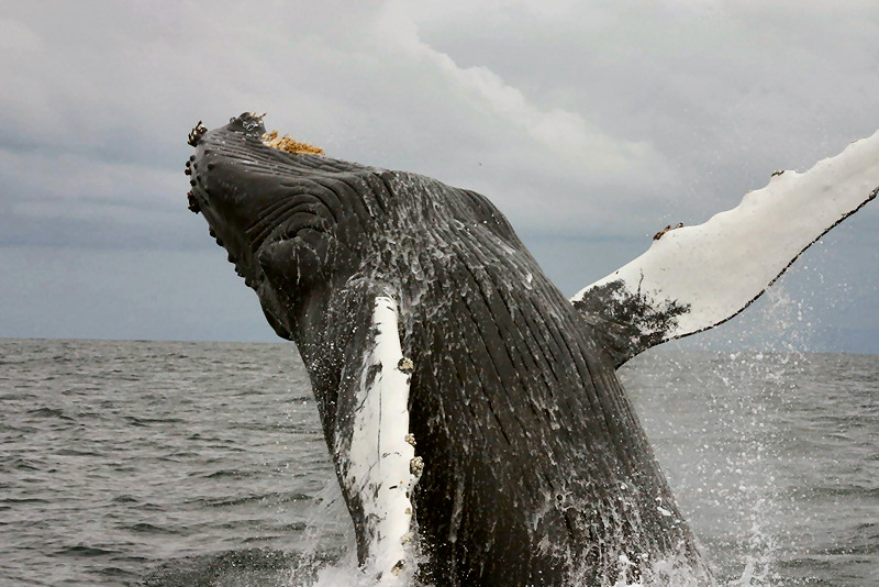 Megaptera_novaeanglia_jumping - PUBLIC DOMAIN- NOAA.jpg