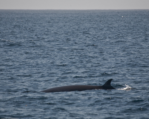 Minke whale (C) Mike Baird 3009.jpg