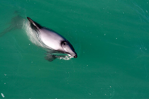 NZ (C) Andy Griffiths_FLick.jpg