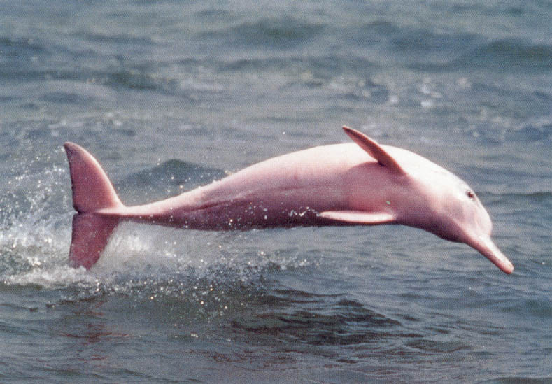 Pink dolphin - Peru (C)rruiz3960.jpg