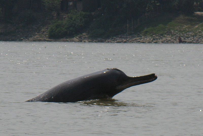 Plataniste du Gange- saut (C)Nathalie Dieul 2109.jpg