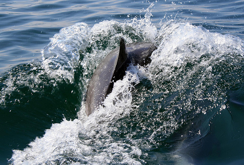 Portrush- (C) stevelavo_FLickr.jpg