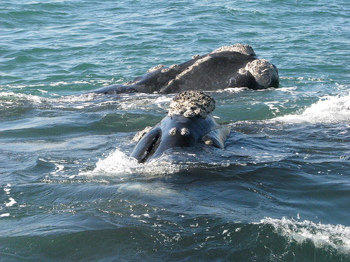 Right whale (C) Bigblackbox-flickr.jpg