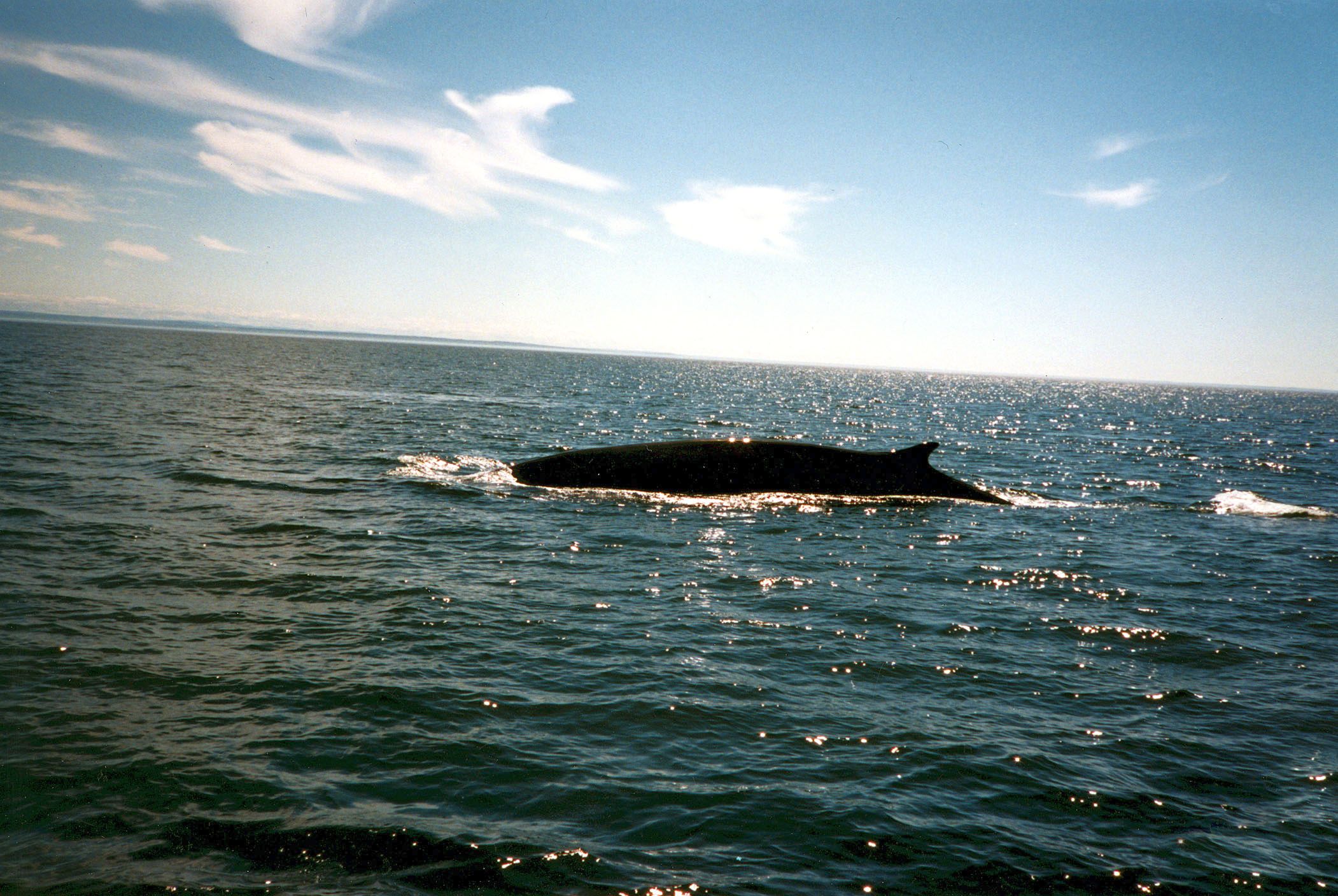 Rorqual (c)Christine Blais_Le monde en image_CCDMD.jpg