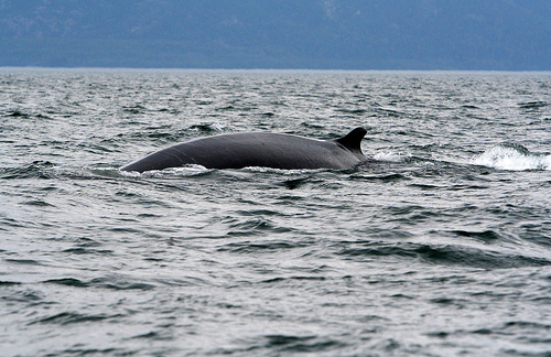 Rorqual- Quebec (C) Jeanpierrelavoie-FLickr.jpg