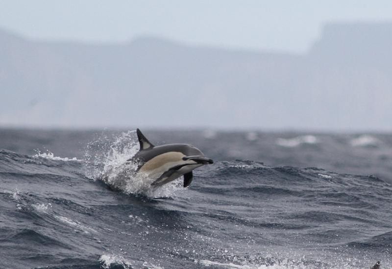 Short-beaked_Common_Dolphin_(Delphinus_delphis)_4.jpg