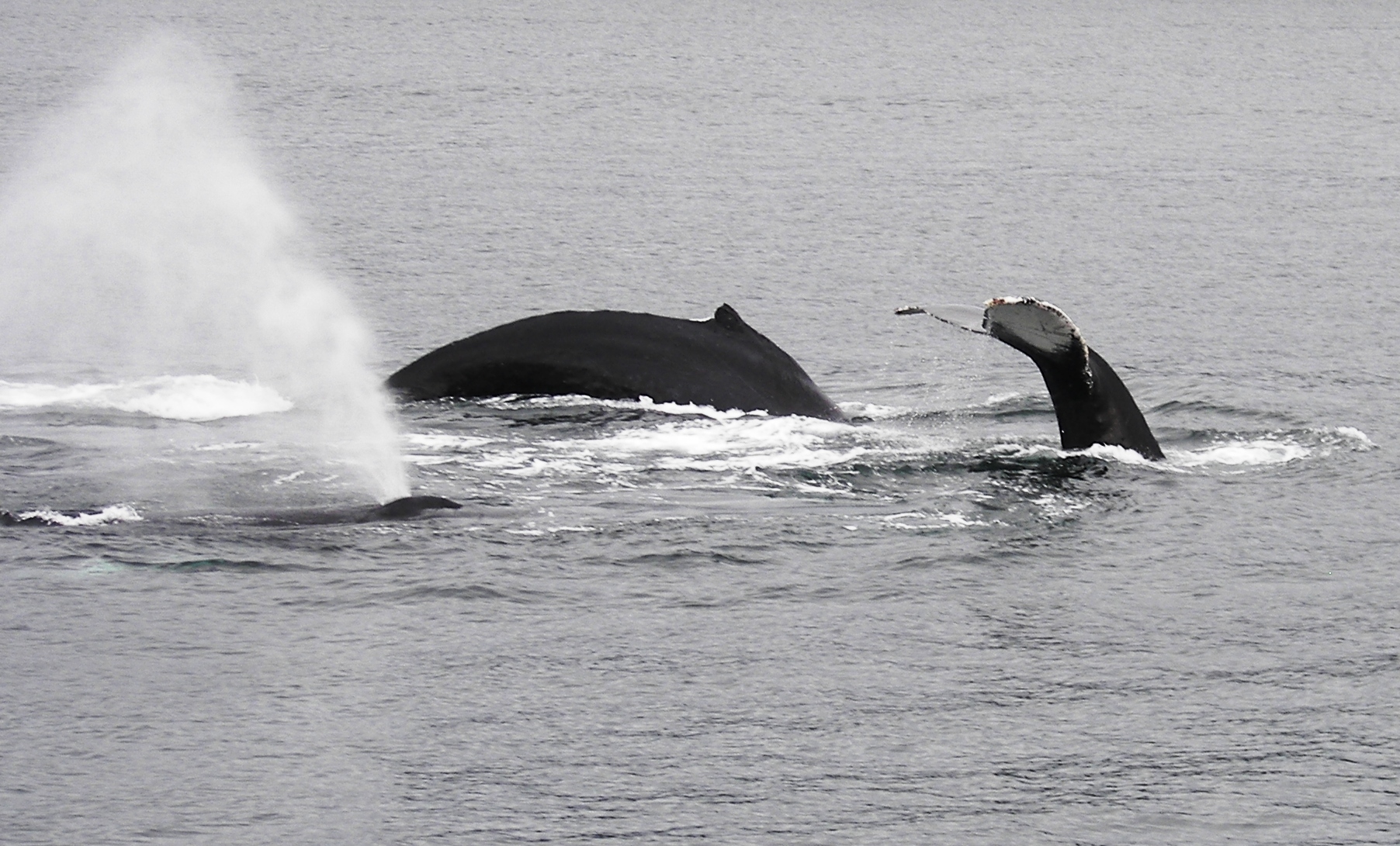 Three_Humpbacks_Diving_2(C) Evadb-Domaine Public.jpg