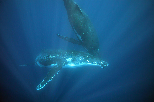 Tonga------(C) -g-Na_Flickr.jpg