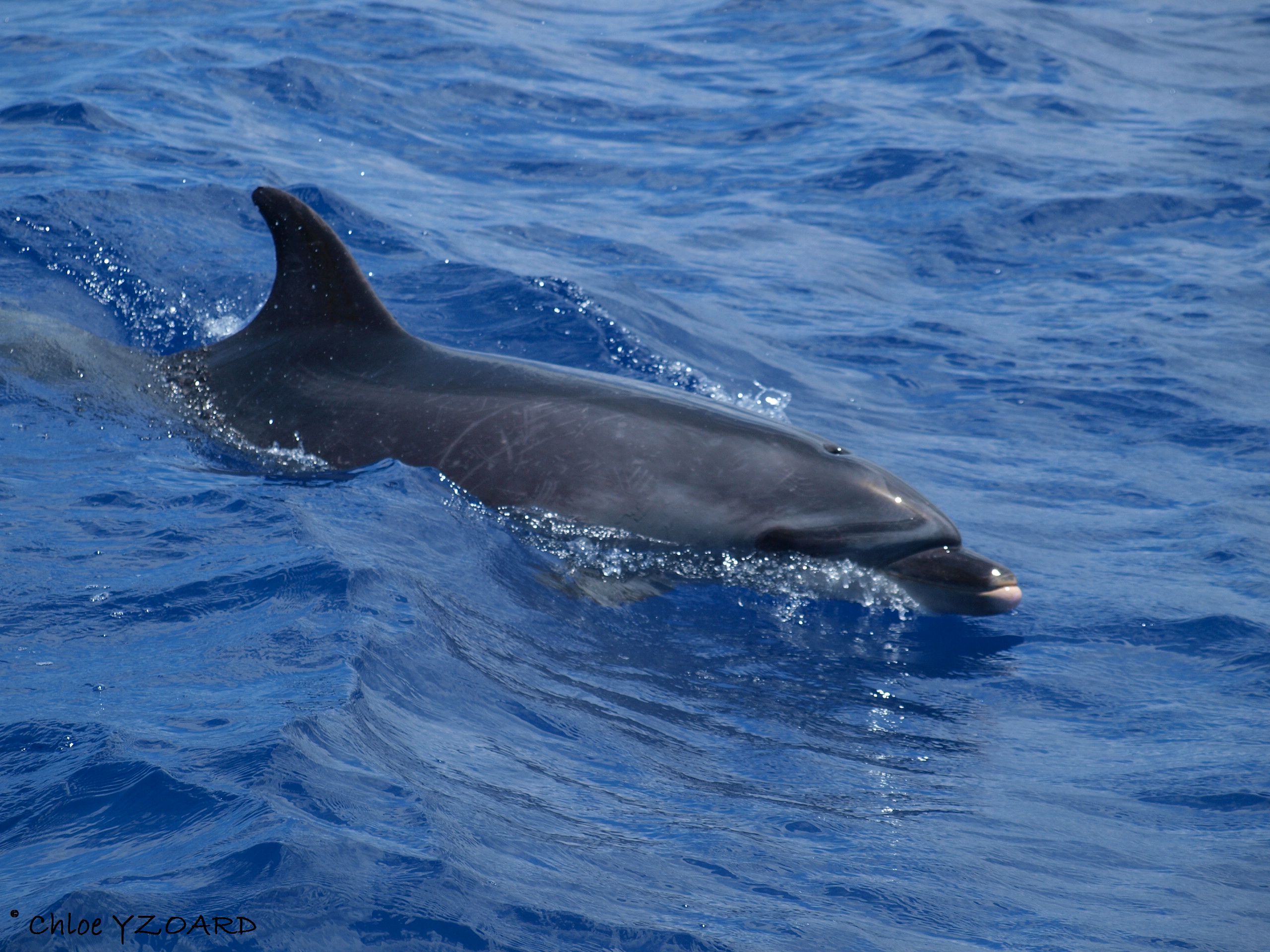 Tursiops (C) Chloe YZOARD.jpg