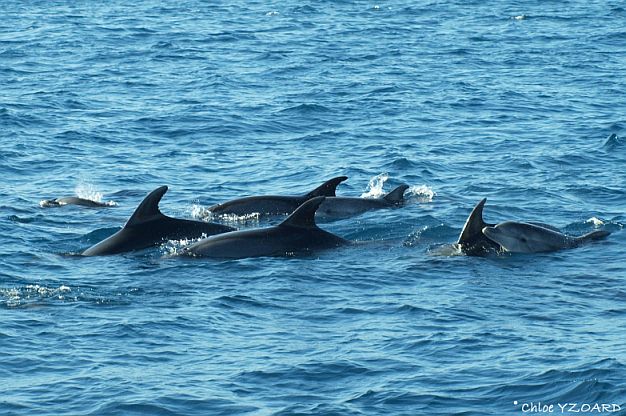 Tursiops group (C) Chloe YZOARD.jpg