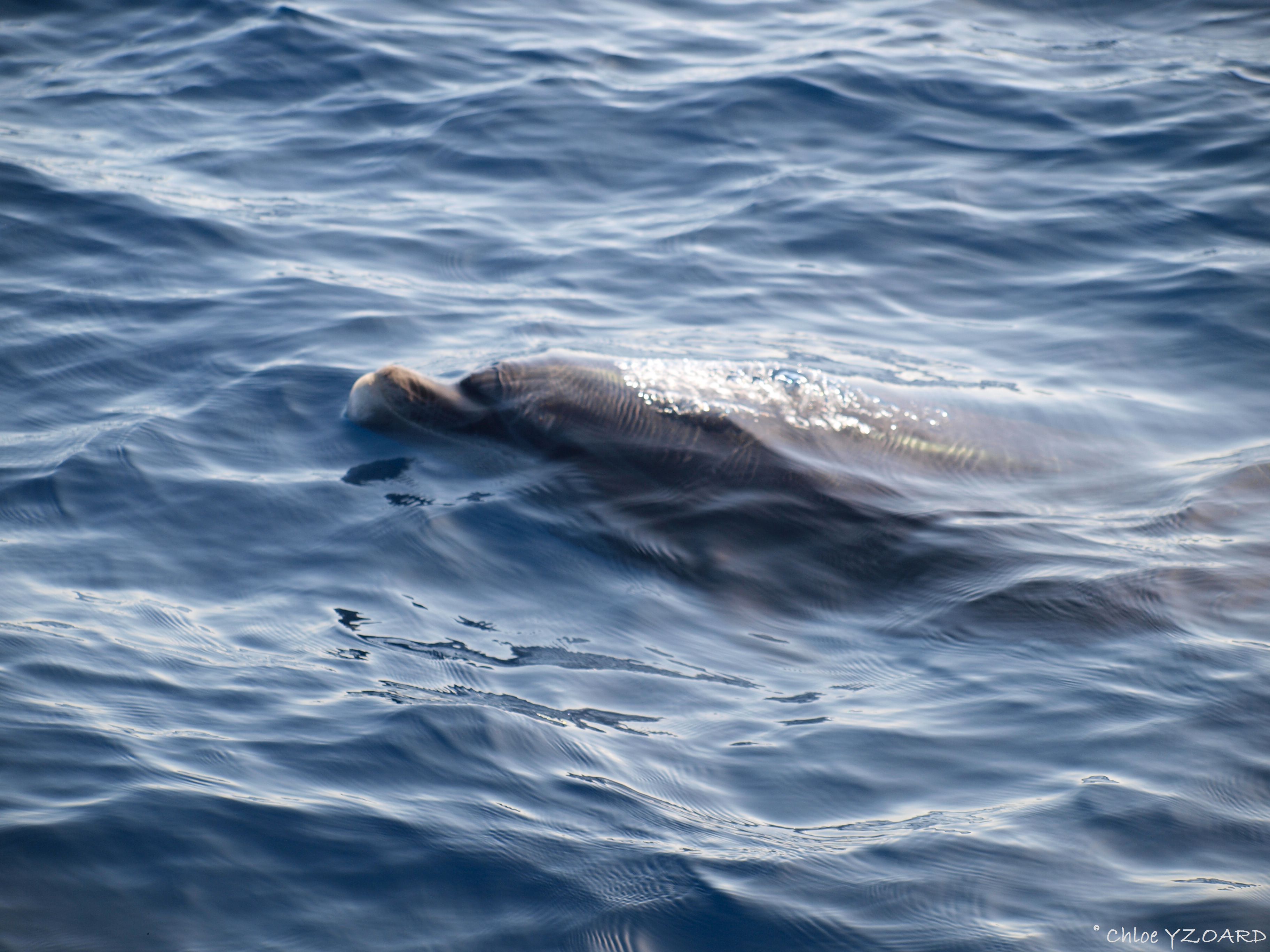 Tursiops surfacing.jpg