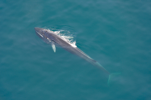 Whale - Lugo Spain (C) Carlospics_FLickr.jpg