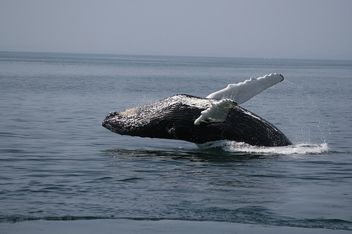 Whales -C- Paulcjones.Flickr.jpg