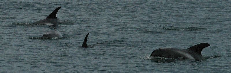 White_beaked_dolphin- Iceland 2003 (C) Hannah Beker.jpg