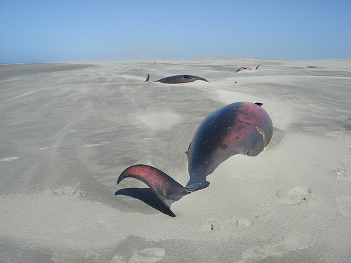 beached whales (C) Simon Varwell_Flickr - Copy.jpg